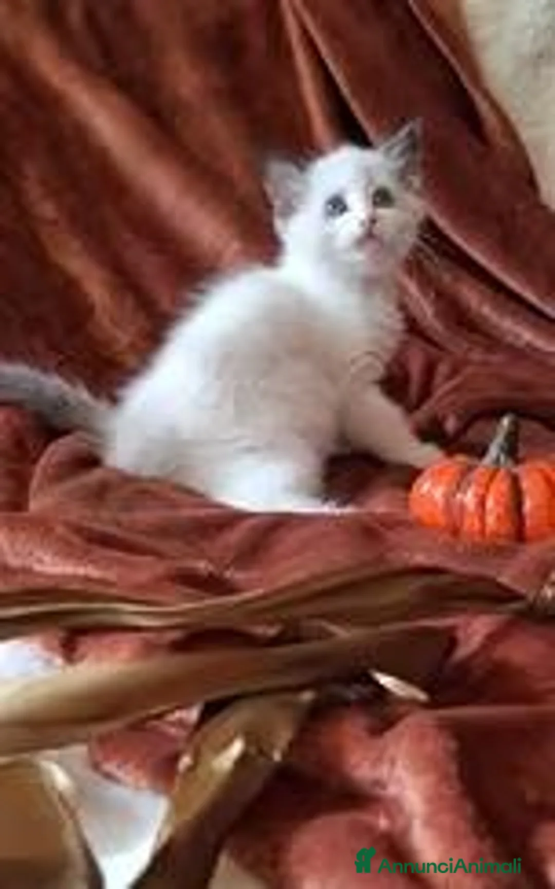 Ragdoll gatti in vendita: Gattini Ragdoll con Pedigree - Annuncio 2