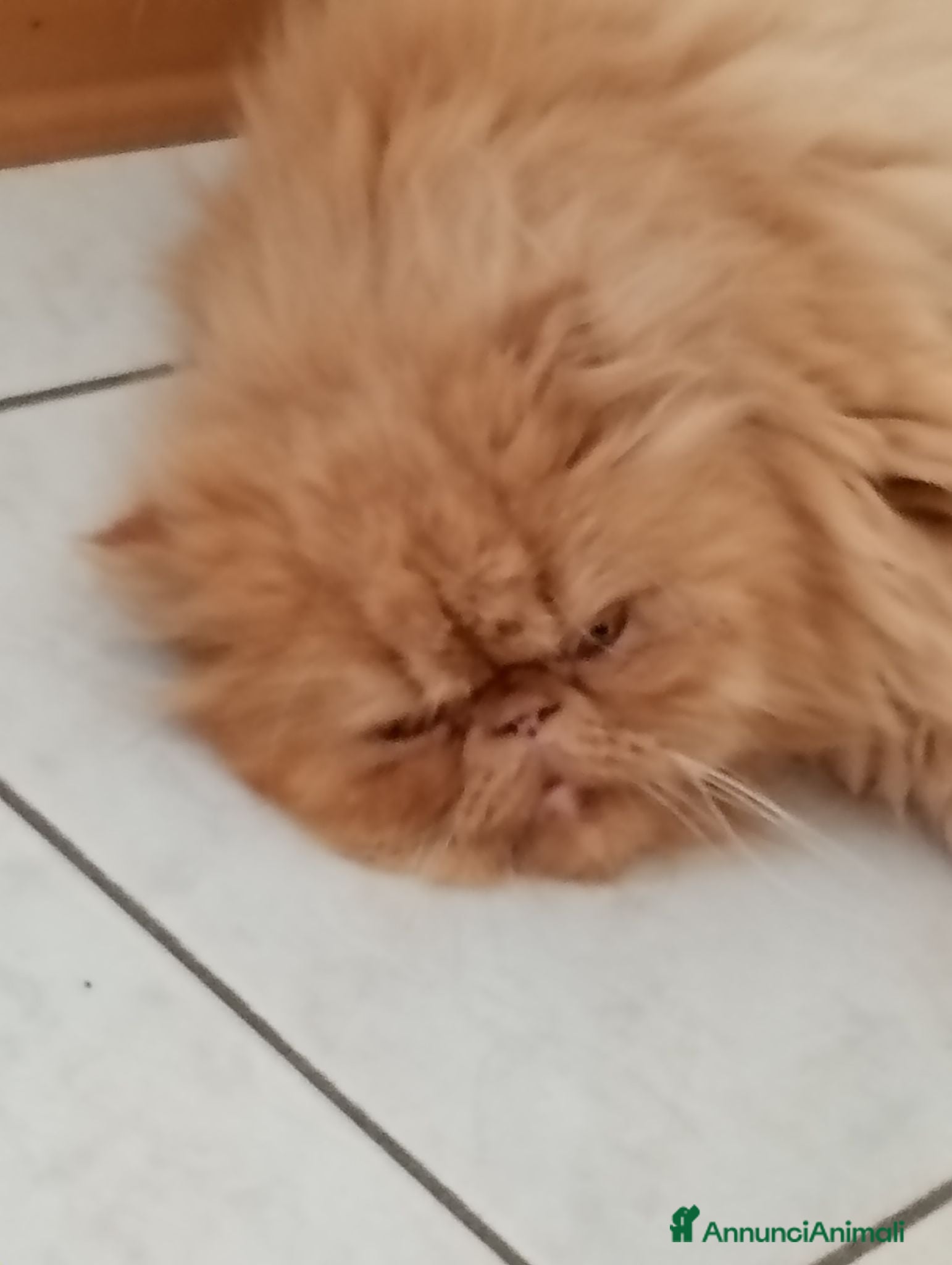 Persiano gatti Gatti persiani - Annuncio 2