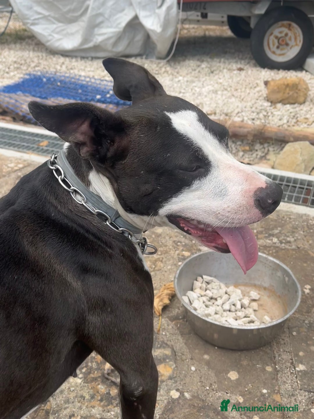 Pitbull cani in regalo: Regalo Trovatella Pitbull  - Annuncio 3