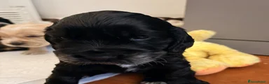 Cocker 3