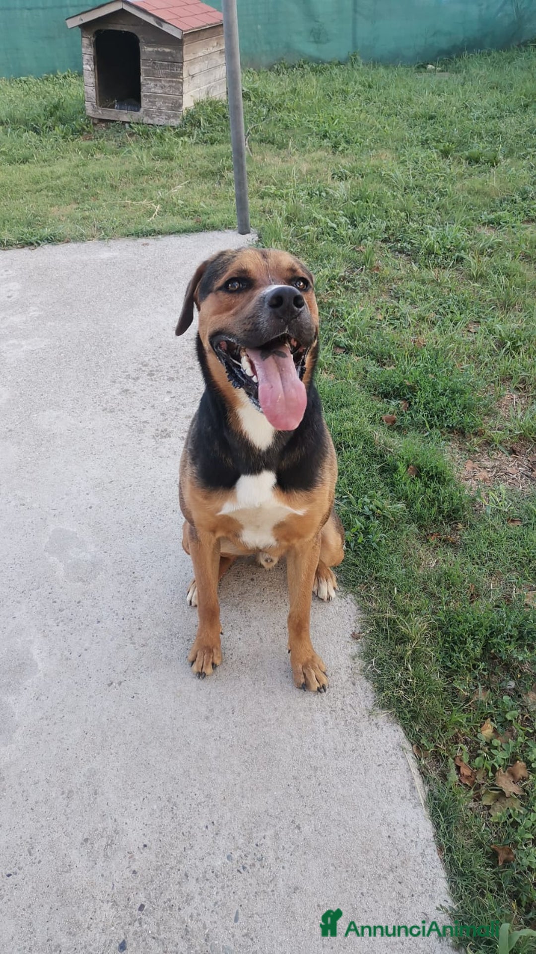 Meticcio cani in regalo: Incrocio Rottweiler di 1 anno - Annuncio 2