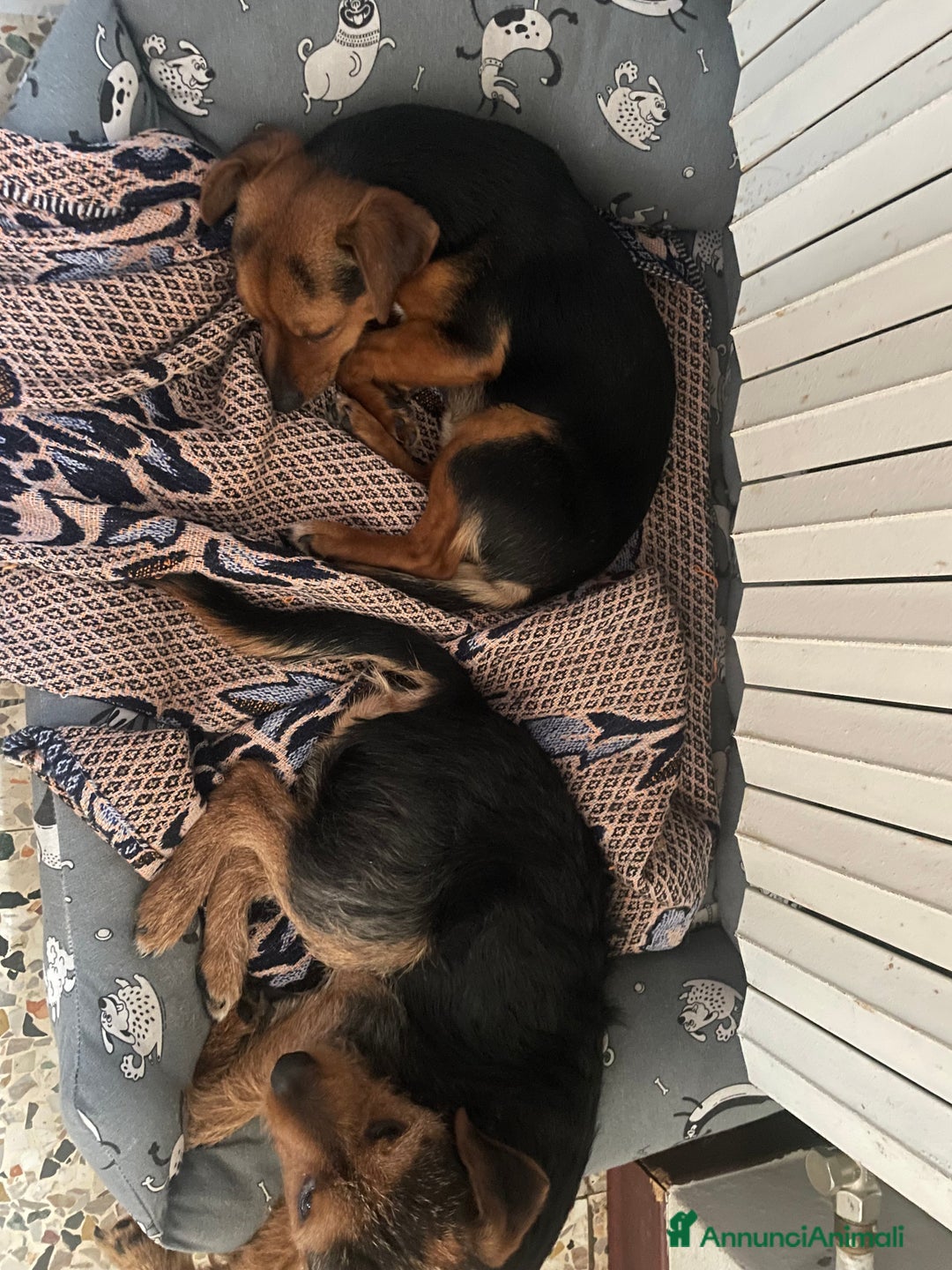 Jagdterrier cani in vendita: Vendo due cuccioli fratelli  - Annuncio 7