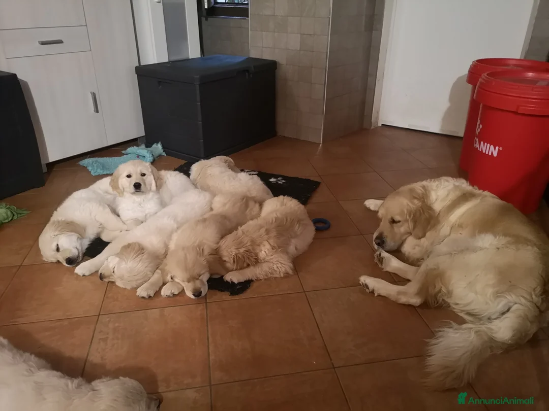 Golden Retriever cani in vendita: Tre cuccioli disponibili  - Annuncio 2