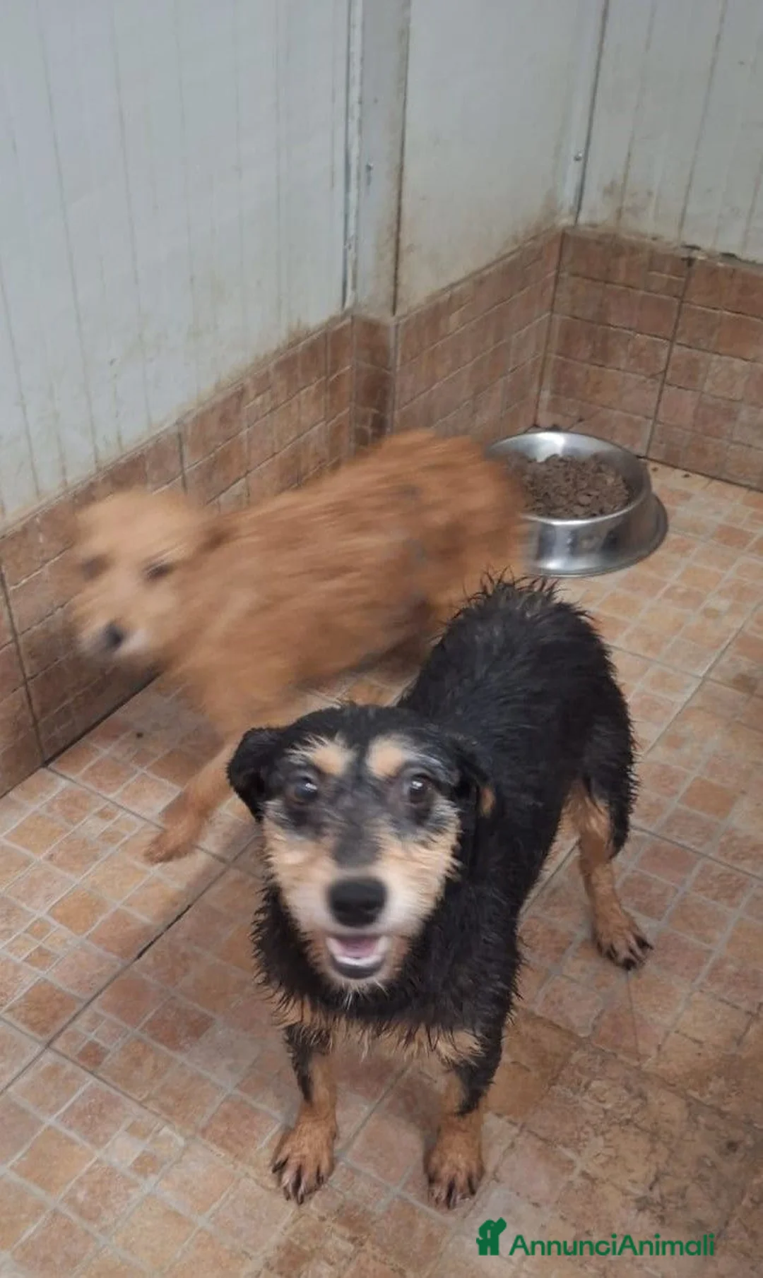 Meticcio cani in regalo: Penny e Licia in canile - Annuncio 2