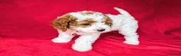 Cavapoo cani in vendita: Splendidi cuccioli di Cavapoo F1B a Città metropolitana di Milano - Annuncio 9