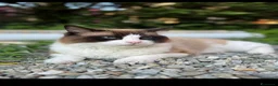 Ragdoll gatti in vendita: Famiglia ragdoll a Città Metropolitana di Torino - Annuncio 8