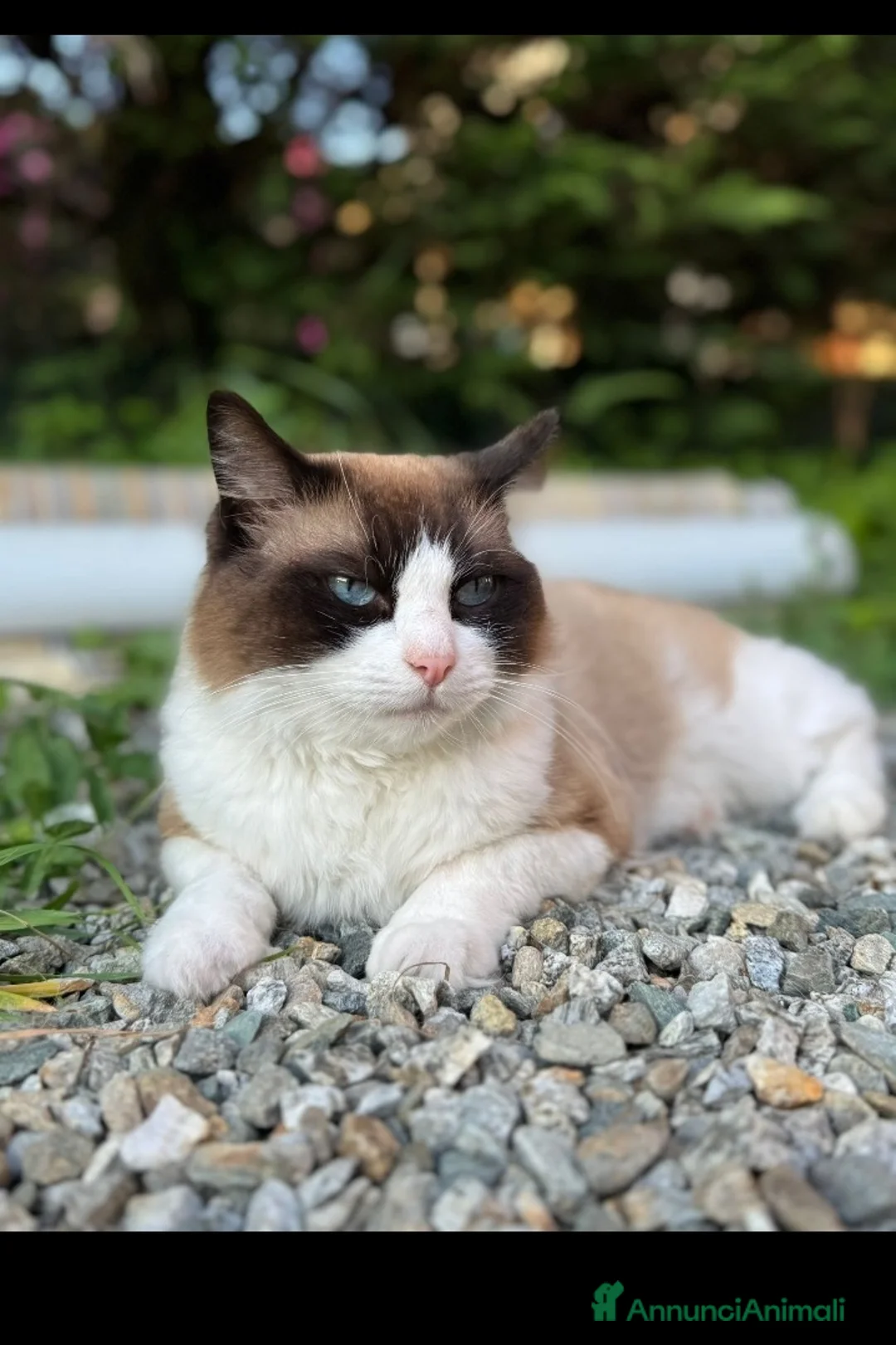 Ragdoll gatti in vendita: Famiglia ragdoll a Città Metropolitana di Torino - Annuncio 8