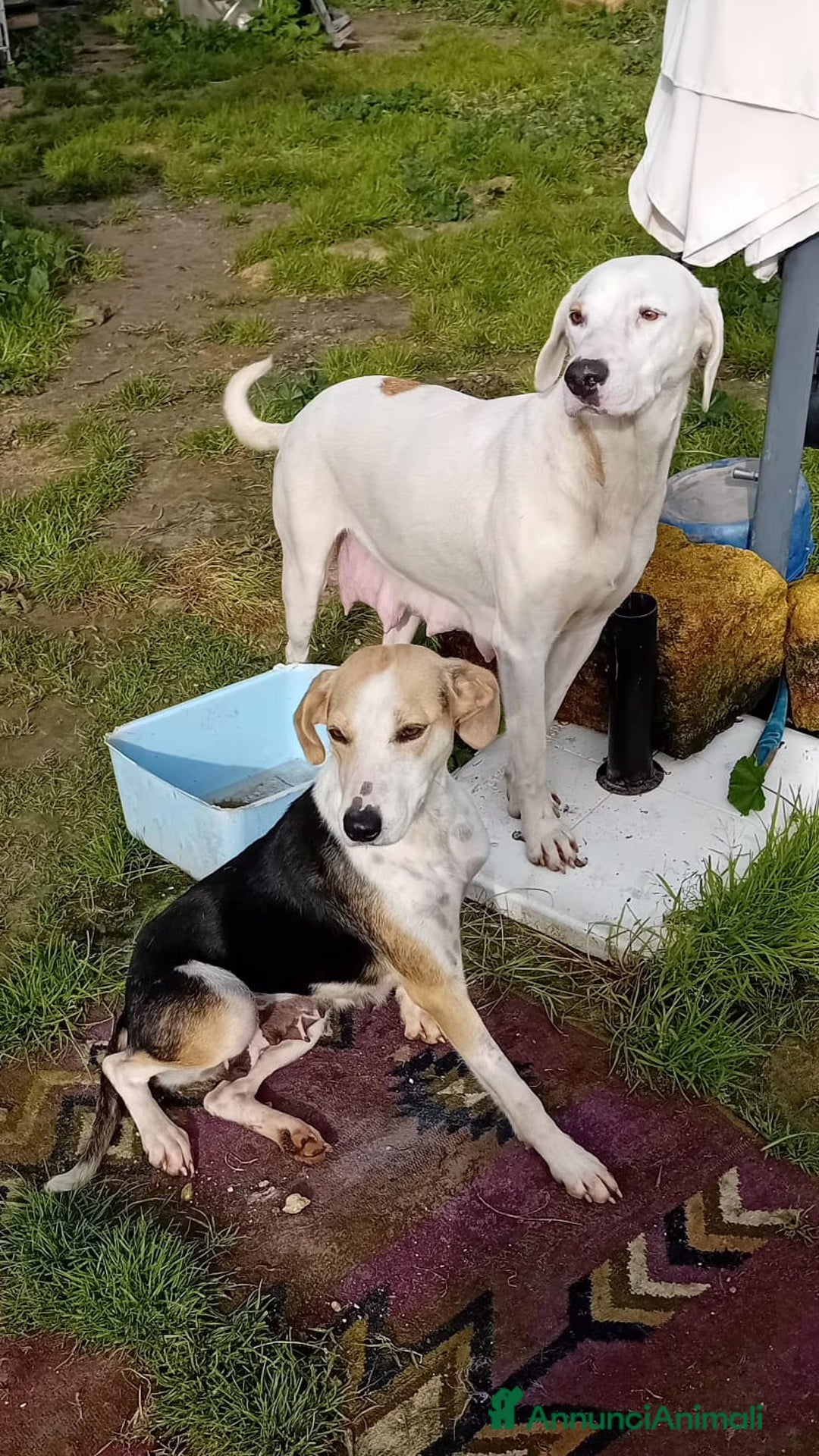 Altre razze cani in regalo: egle  - Annuncio 4