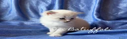 Siberiano gatti in vendita: Cuccioli Gatto Siberiano AFSI WCF, Alta genealogia - Annuncio 6