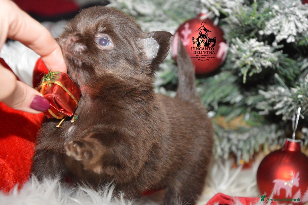 Chihuahua cani in vendita: Cuccioli di Chihuahua linea russa pedigree Enci  - Annuncio 4