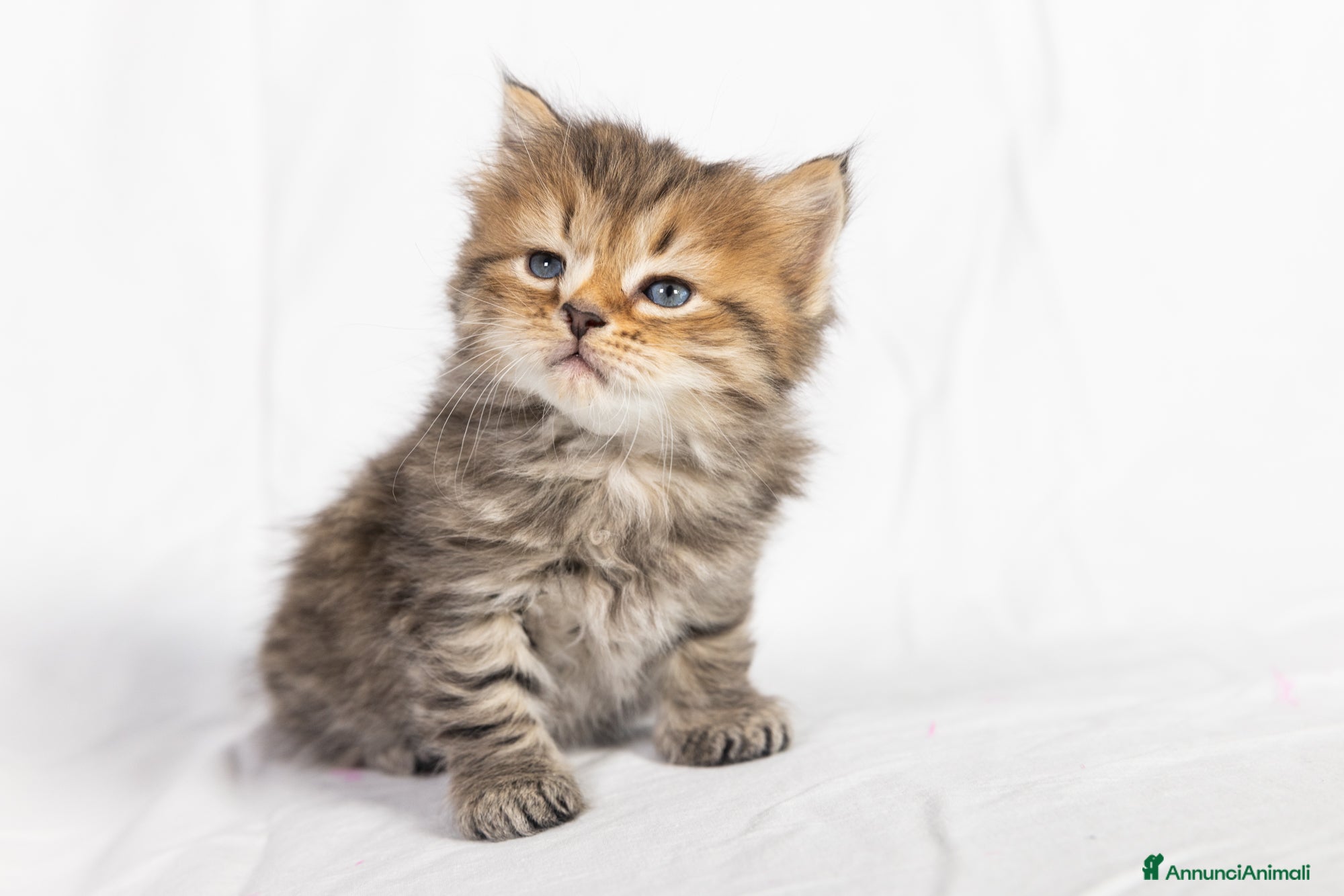 Siberiano gatti Cuccioli gatto siberiano disponibili - Annuncio 1