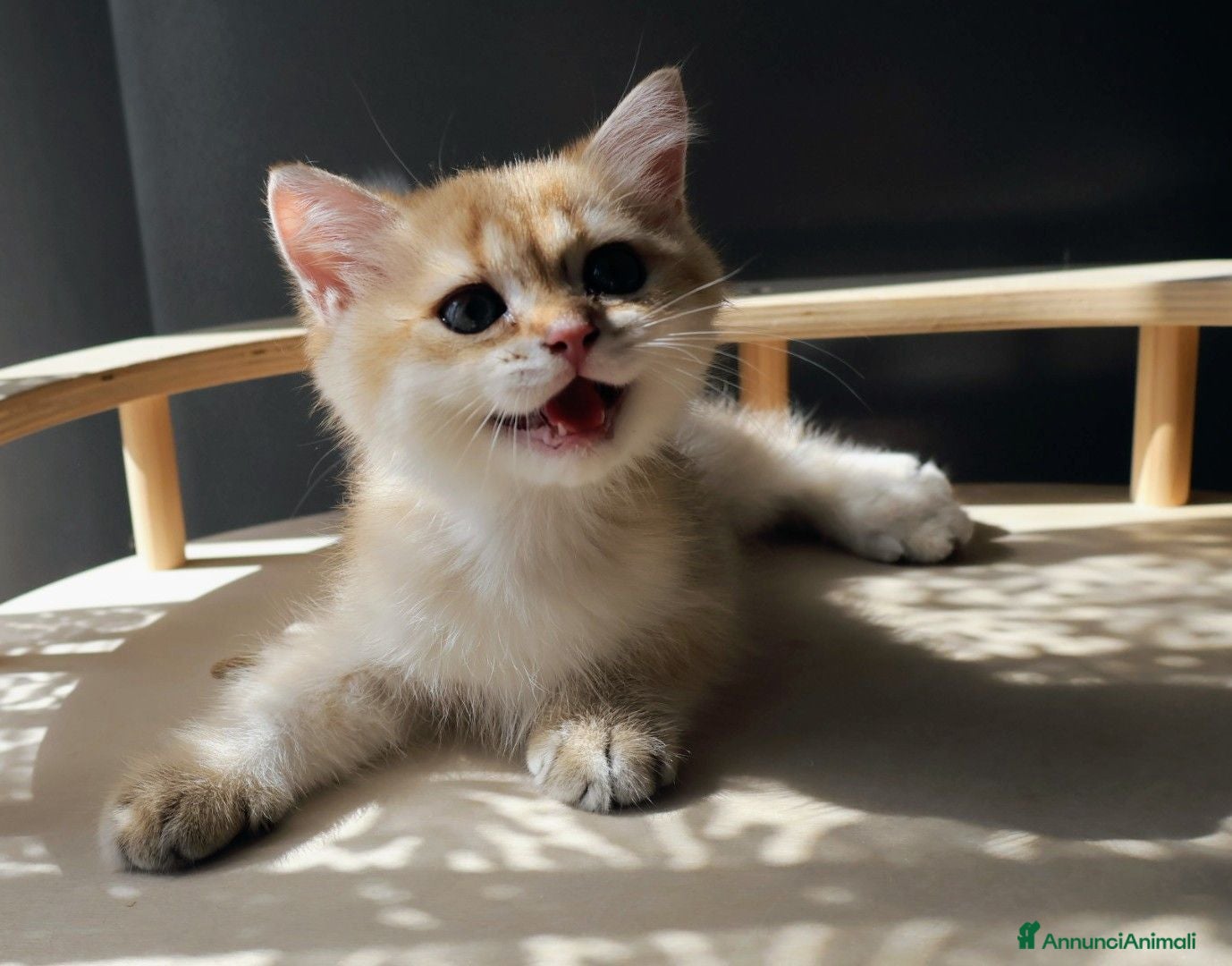 British gatti British golden shorthair  - Annuncio 2