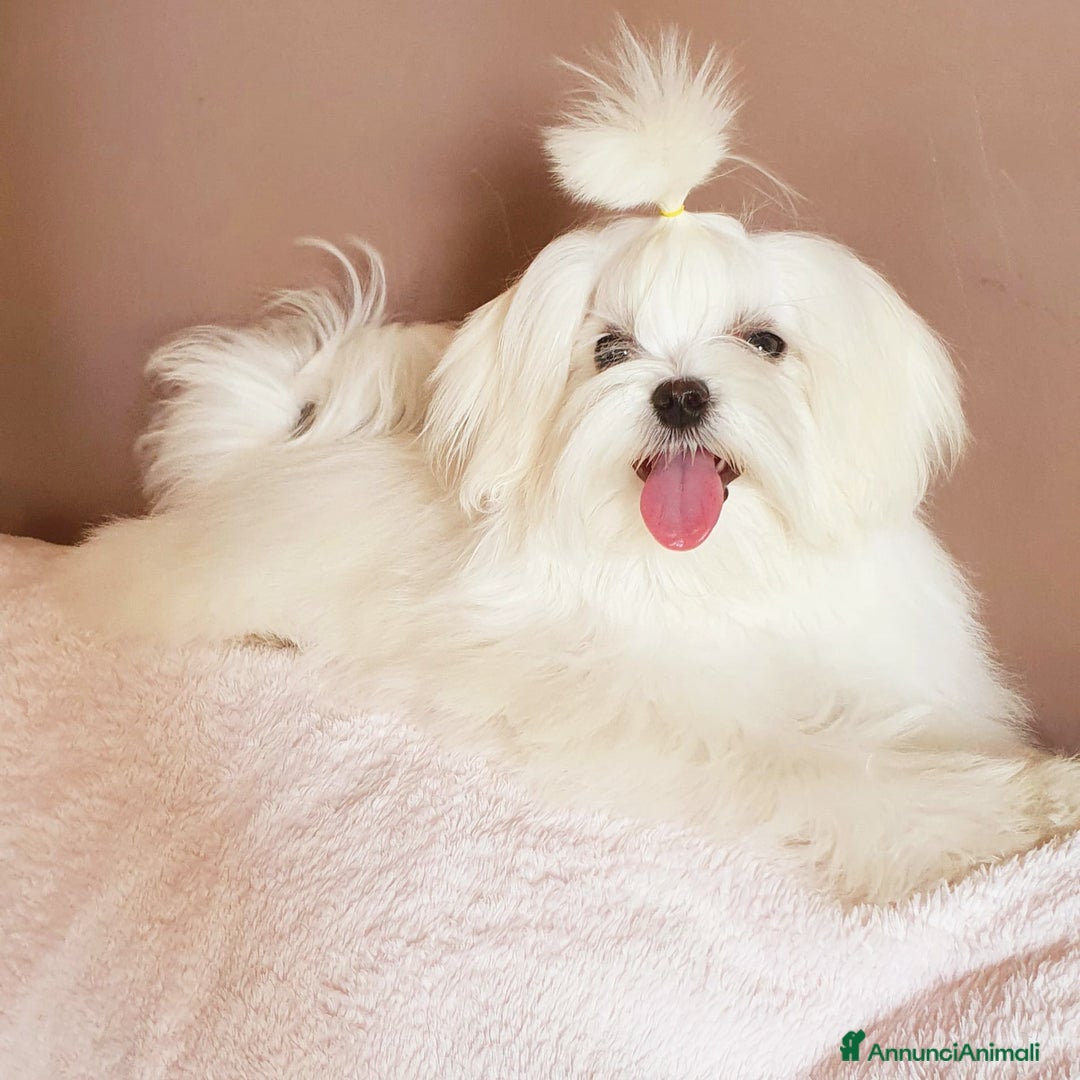 Immagine della galleria {{count}}