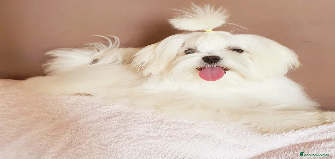 Immagine della galleria {{count}}