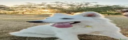 Pastore Svizzero cani in vendita: Cucciolone pastore svizzero bianco - Annuncio 1