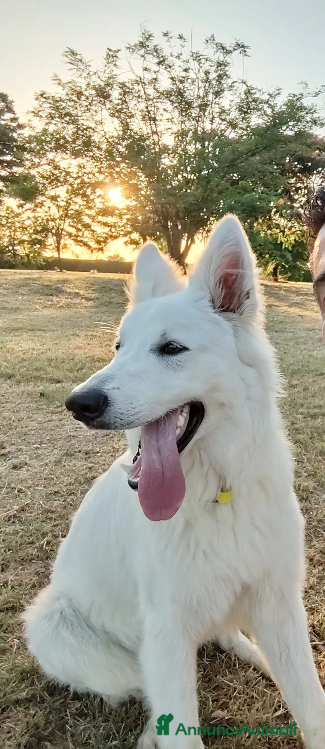Pastore Svizzero cani in vendita: Cucciolone pastore svizzero bianco - Annuncio 1