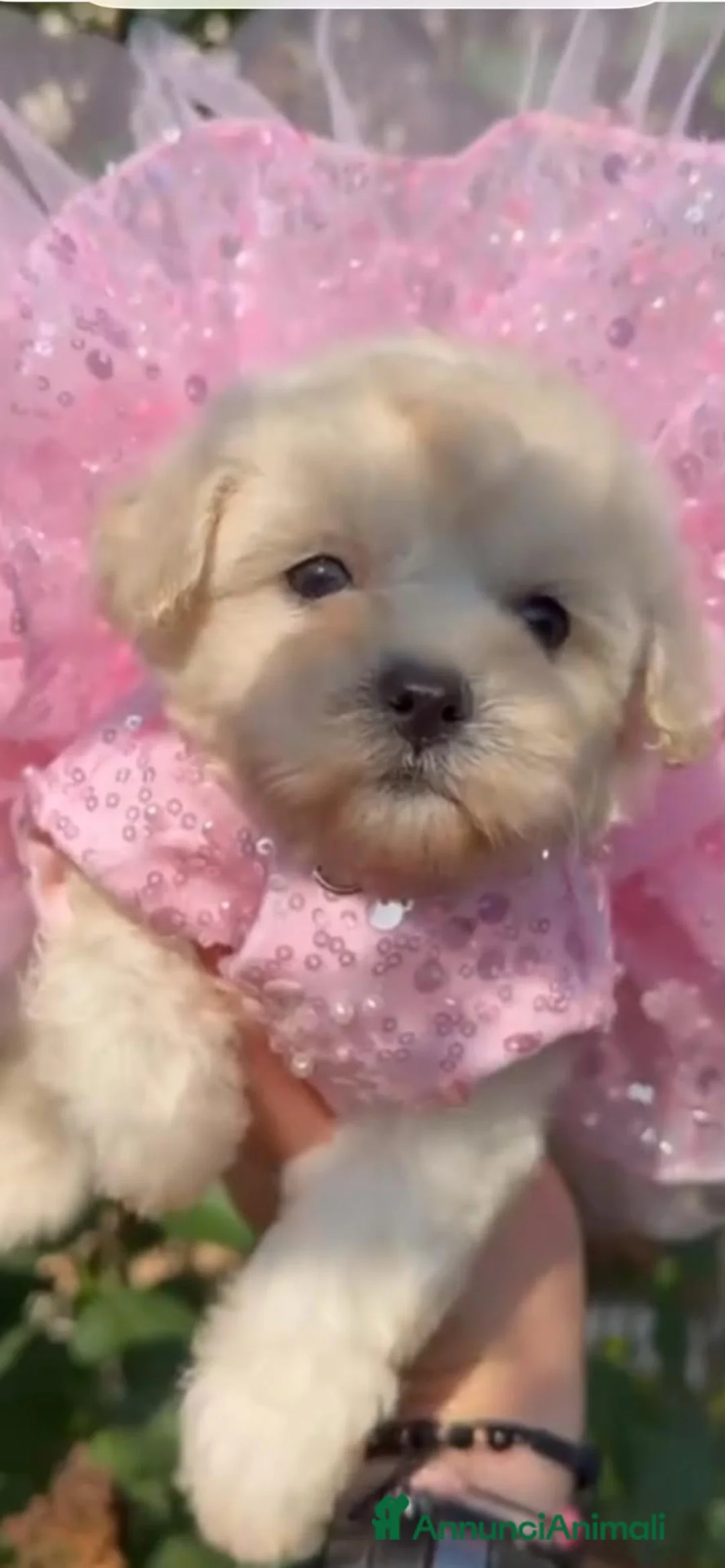Maltipoo cani in vendita: Cuccioli di Maltipoo e Barboncino - Annuncio 2