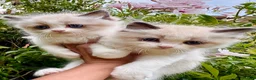 Ragdoll gatti in vendita: Cuccioli RAGDOLL  Pedigree / Pet Therapy - Annuncio 8