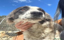 Meticcio cani in regalo: Hope  a Provincia di Crotone - Immagine 3