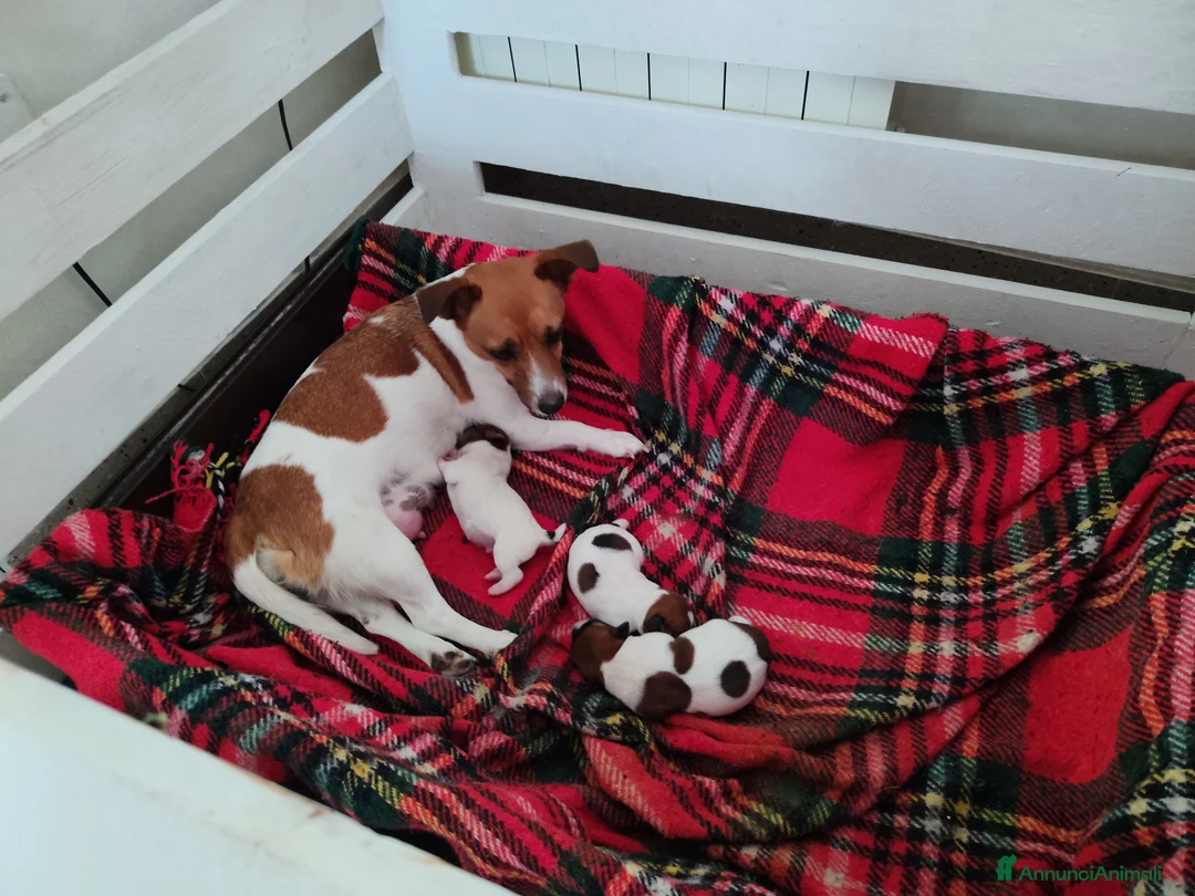 Jack Russell cani in vendita: Jack Russel  - Annuncio 5