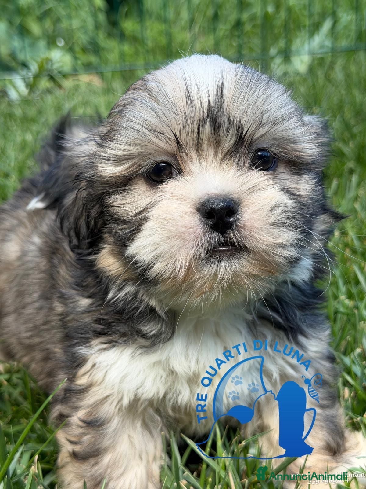 Maltipoo cani Lhasa Apso Maltipoo Barboncino Tre Quarti di Luna - Annuncio 5