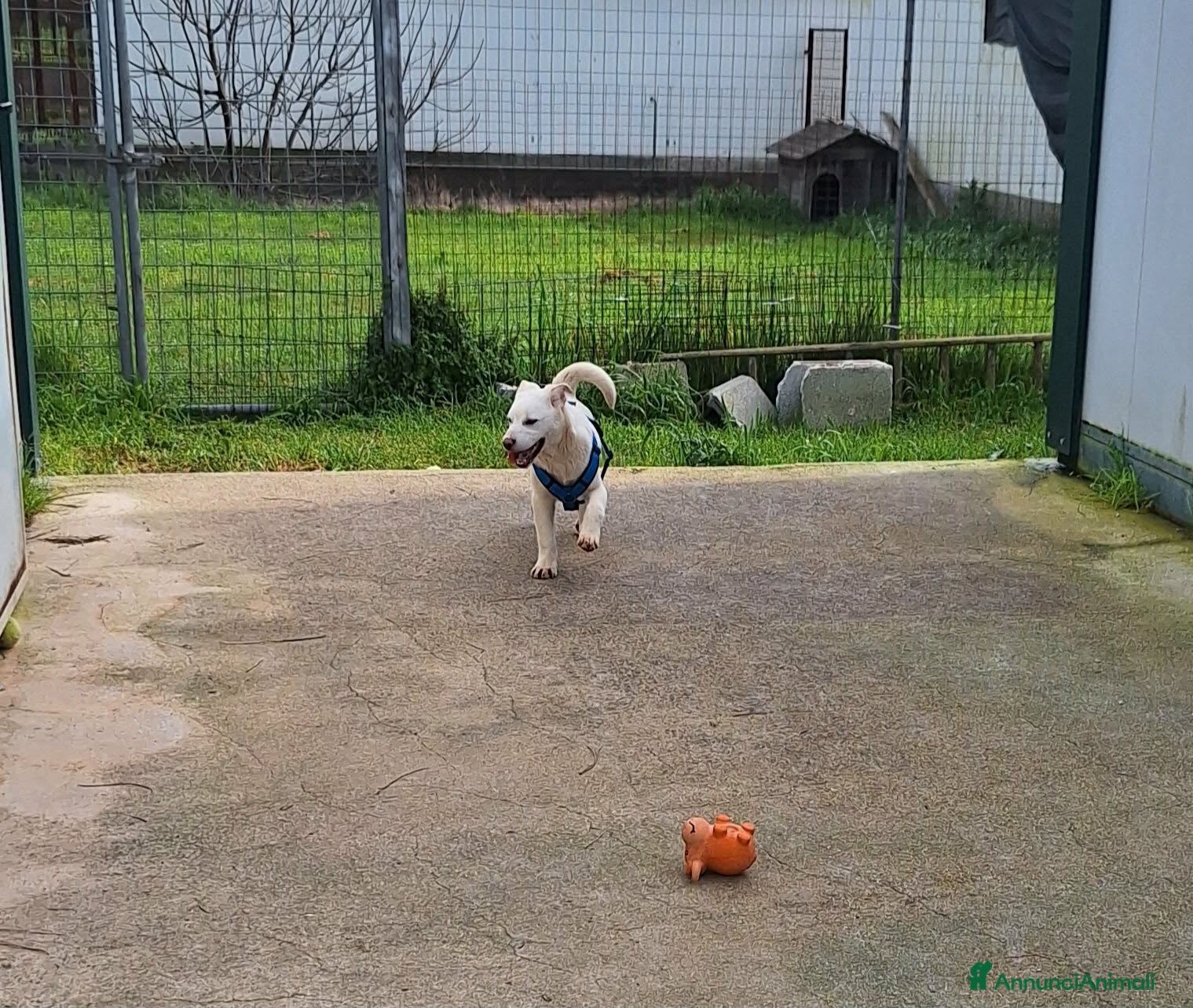 Meticcio cani Zack stupendo e dolce cucciolo in adozione  - Annuncio 22