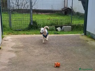 Meticcio cani Zack stupendo e dolce cucciolo in adozione - Annuncio 22