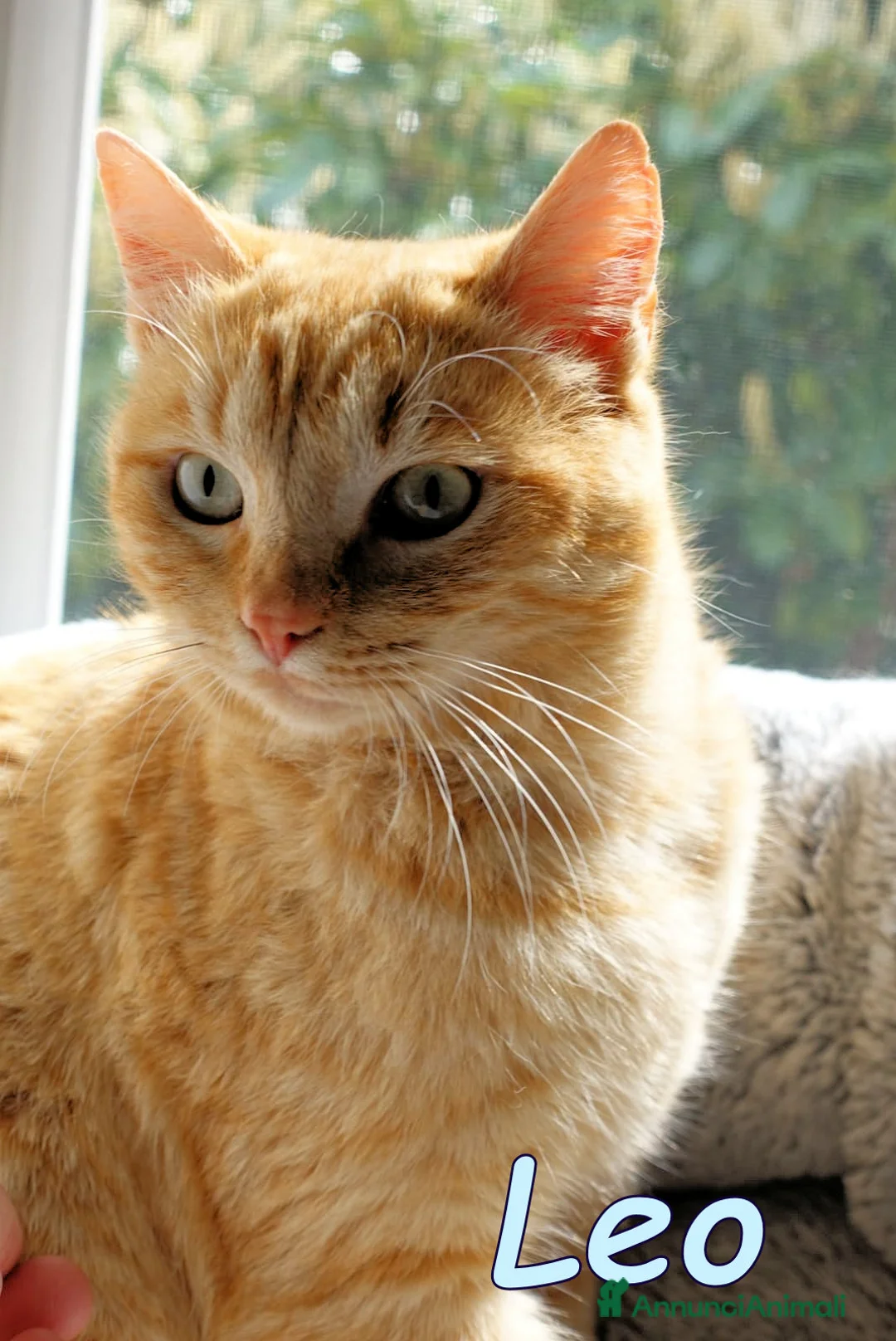 Europeo gatti in regalo: MICETTI ROSSI BELLISSIMI - Annuncio 1