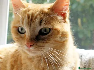 Europeo gatti MICETTI ROSSI BELLISSIMI - Annuncio 18