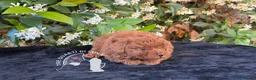 Barboncino Toy cani in vendita: Barboncino Toy – Cuccioli Selezionati - Annuncio 3