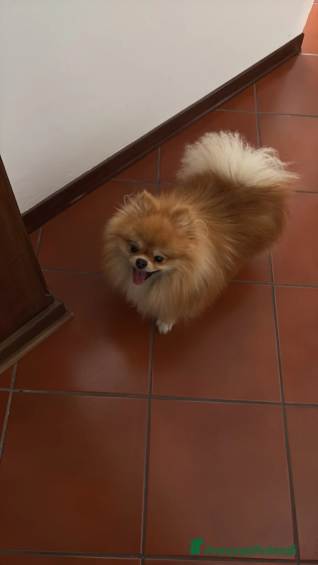 Spitz cani per accoppiamento: Mylo – spitz nano per accoppiamento  - Annuncio 2