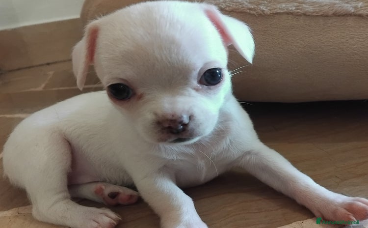 Chihuahua cani a Città metropolitana di Milano - Annuncio 4