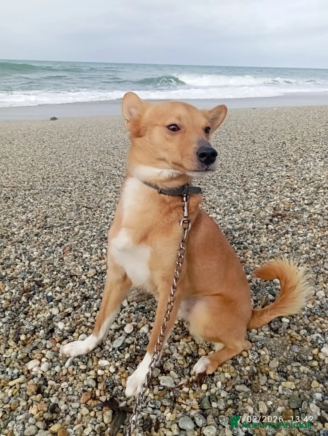 Meticcio cani in regalo: NINA TAGLIA PICCOLA  - Annuncio 1