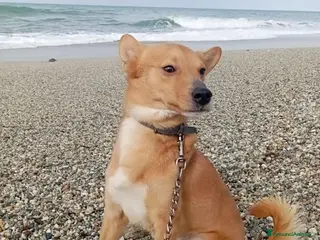 Meticcio cani NINA TAGLIA PICCOLA - Annuncio 34