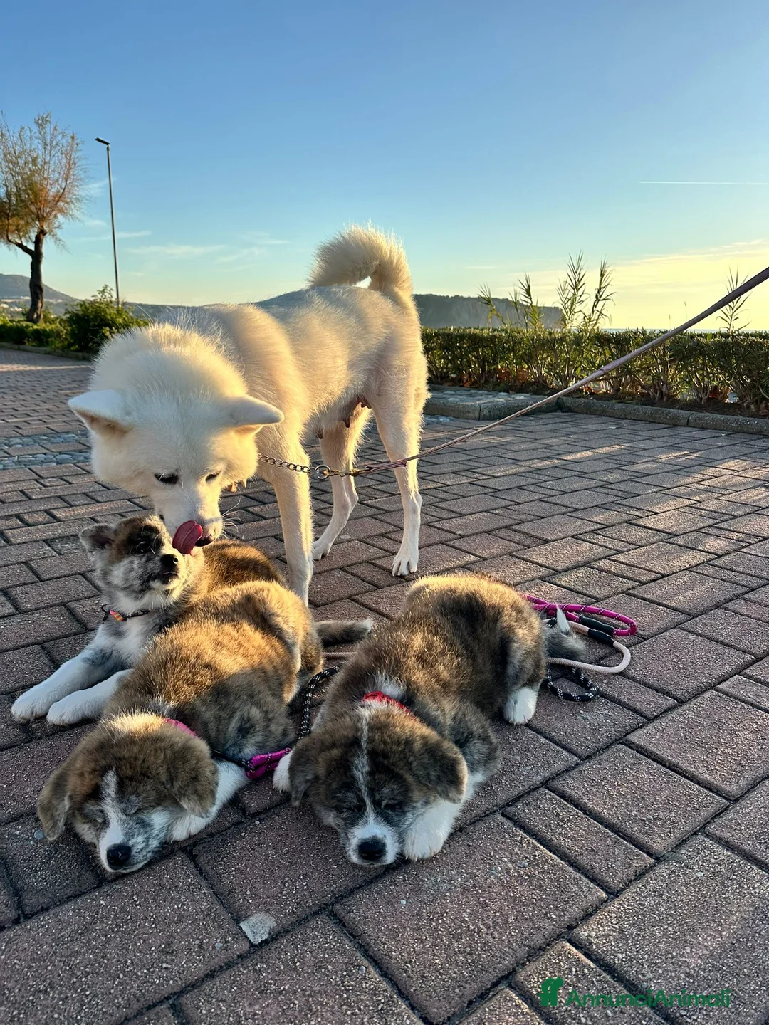 Akita Inu cani in vendita: Vendesi cuccioli Akita Inu ALTA GENEALOGIA  - Annuncio 3