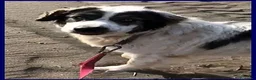 Meticcio cani in regalo: GGG un gran patatone! a Provincia di Bergamo - Annuncio 4
