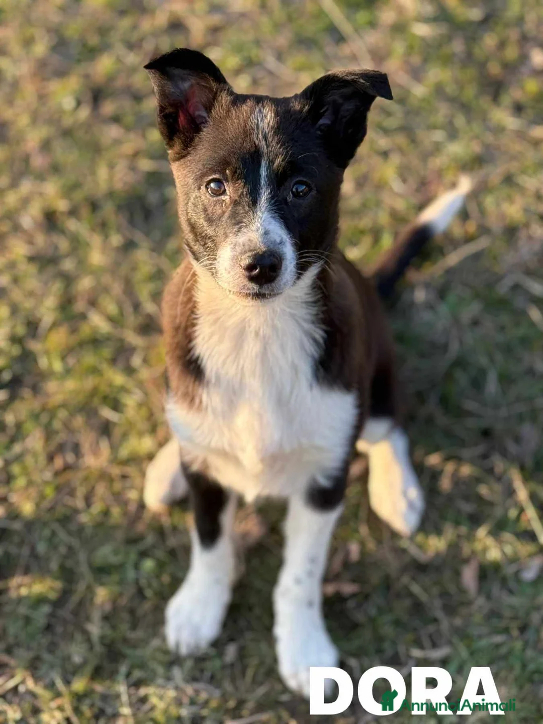 Border Collie cani in regalo: DORA, cucciola timidina cerca famiglia. mix BORDER - Annuncio 6