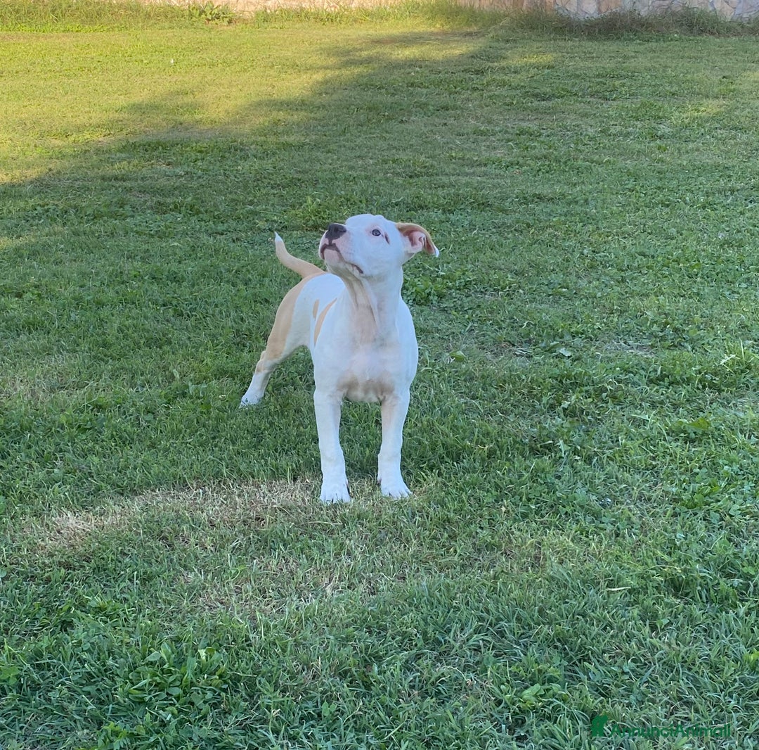 American Staffordshire cani in vendita: American Staffordshire Terrier  - Annuncio 9
