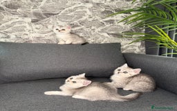 British gatti in vendita: Fantastici Gattine British-Scottish a Città Metropolitana di Firenze - Immagine 7