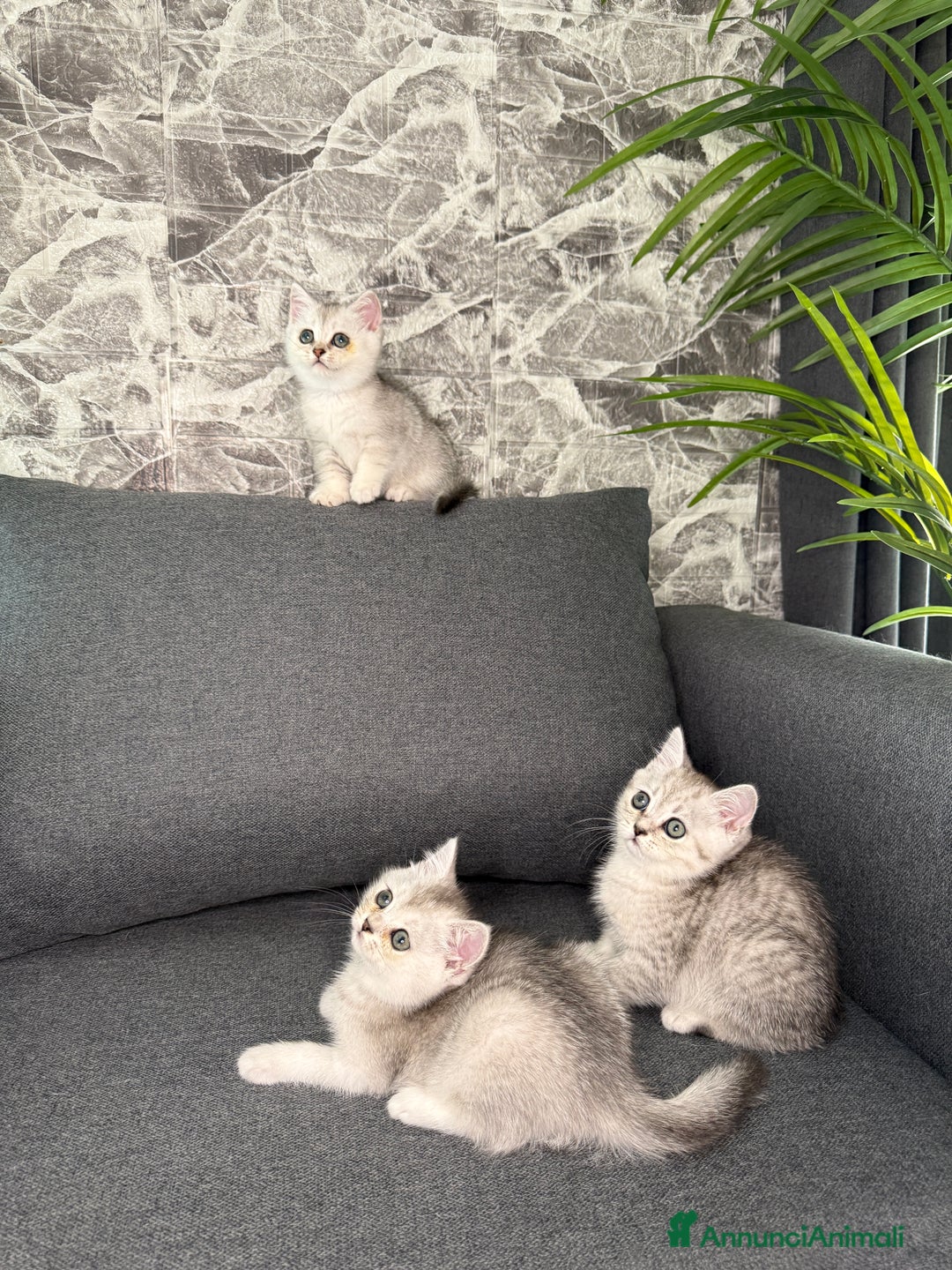 British gatti in vendita: Fantastici Gattine British-Scottish a Città Metropolitana di Firenze - Immagine 7