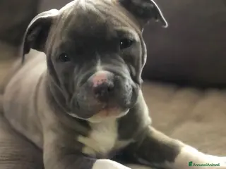 Pitbull cani cuccioli di pitbull a Città metropolitana di Milano - Annuncio 3