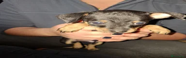 Pinscher Miniatura Cucciolo 1