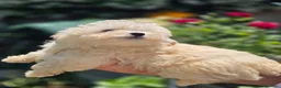 Maltipoo cani in vendita: Maltipoo  - Annuncio 18