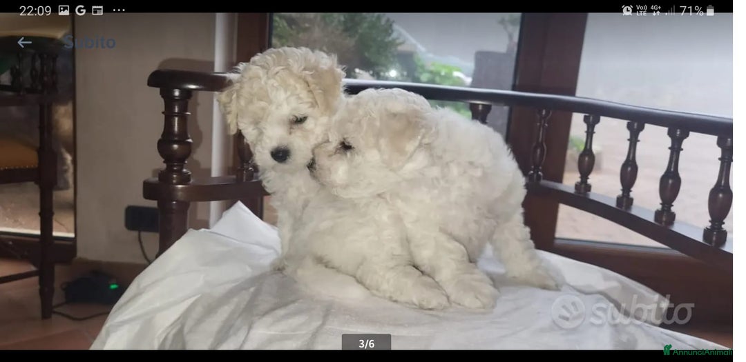 Bichon cani in vendita: Cucciole di bichon frisè  - Annuncio 2