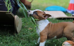 American Staffordshire cani in vendita: Disponibili ancora solo 3 maschietti!!! a Provincia di Varese - Immagine 4