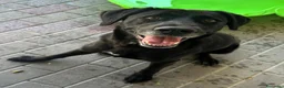 Meticcio cani in regalo: ELIJA LABRADOR - Annuncio 10