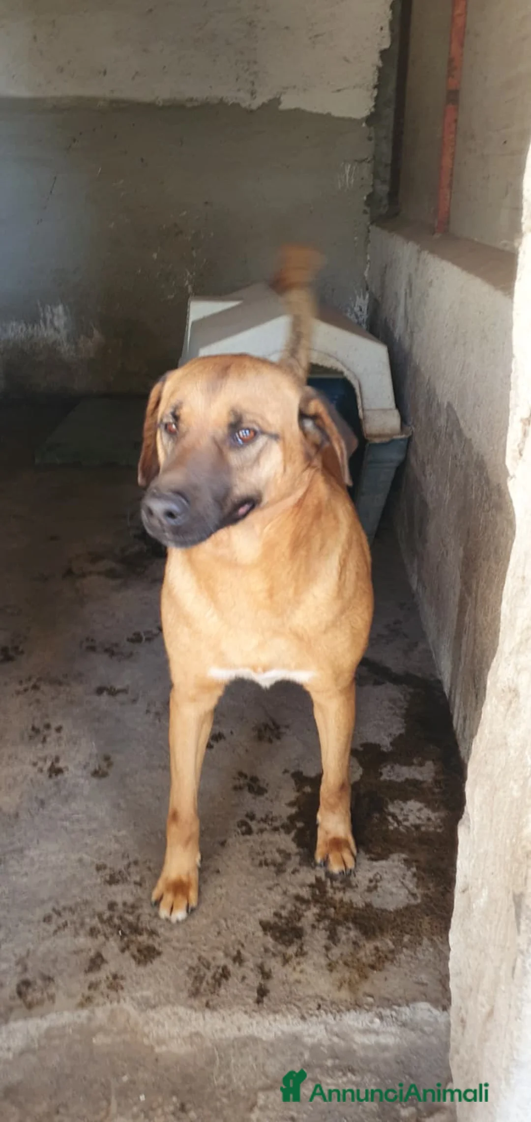 Meticcio cani in regalo: Alex in Canile - Annuncio 4