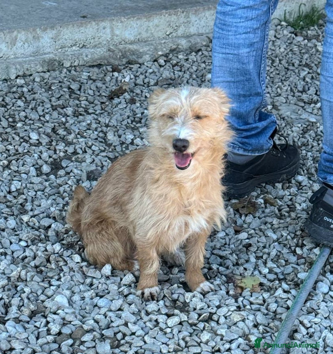 Meticcio cani in regalo: Einstein 2 anni Taglia piccola  - Annuncio 6