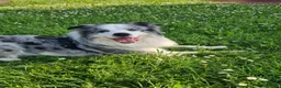 Border Collie cani per accoppiamento: Bellissimo Border con Pedigree per Accoppiamento a Provincia di Cremona - Annuncio 21