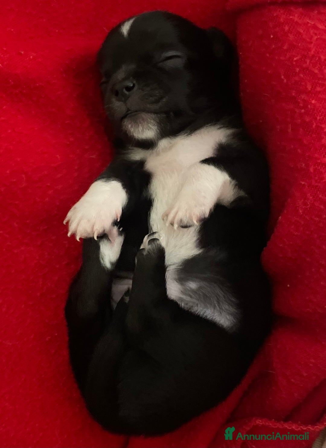 Chihuahua cani in vendita: Cuccioli di Chihuahua   a Provincia di Massa e Carrara - Immagine 6